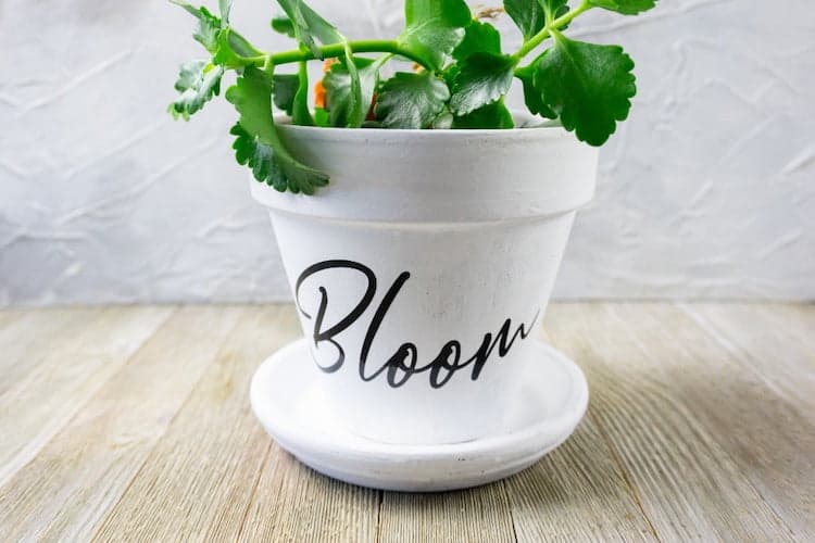 Cricut-DIY-Bloom-Flower-Pot