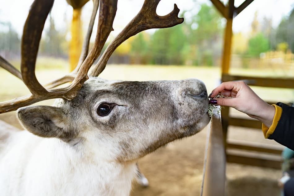 Reindeer Food